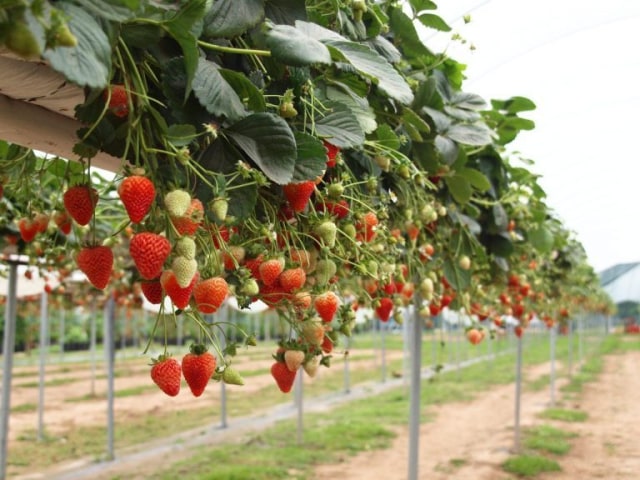 setek akar buah stroberi