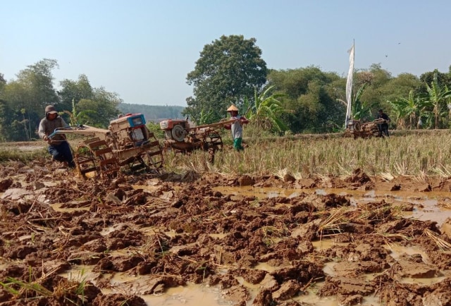 com-Para petani di kawasan Cikadu Purwakarta sedang bekerja. Foto: Dok. Kementan