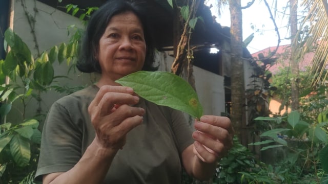 Wenefrida Rosa Ilin menunjukan daun sengkubak kepada Hi!Pontianak, saat berkunjung ke rumahnya di Jalan Teluk Menyurai, Gang Rahmat, Kelurahan Tanjungpuri, Kabupaten Sintang. Foto: Agus Pujianto/Hi!Pontianak