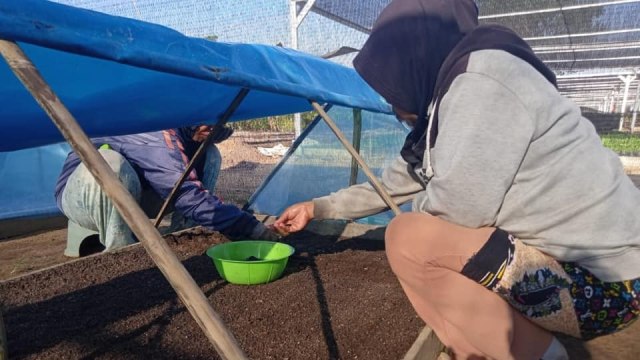 Pekerja Balai Perbenihan Tanaman Hutan (BPTH) milik Dishut Kalsel. Foto: Dishut Kalsel