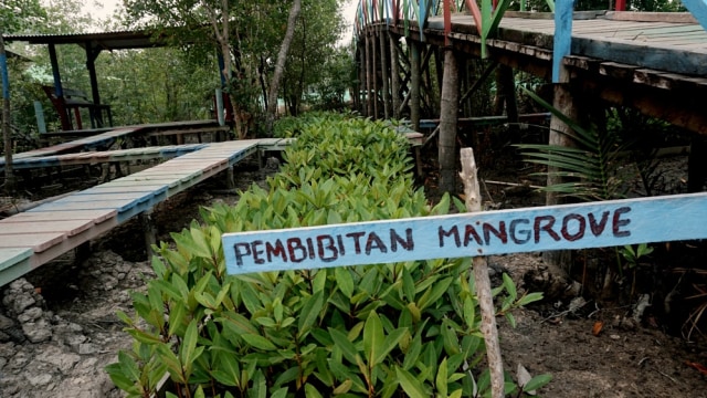 Pertamina bangun sentra pembibitan Mangrove di Bengkalis. Foto: Iqbal Firdaus/kumparan