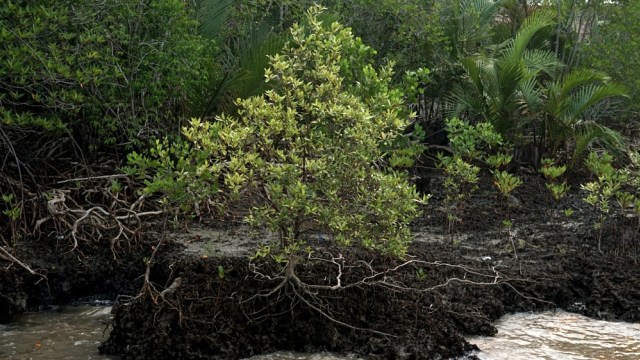 Ilustrasi mangrove. Foto: Iqbal Firdaus/kumparan