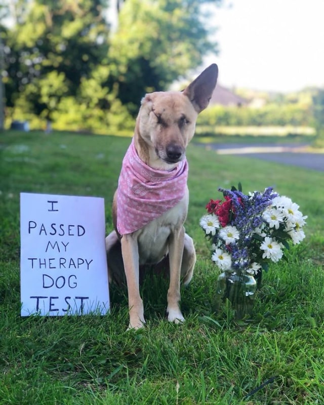 maggie therapy dog.jpg