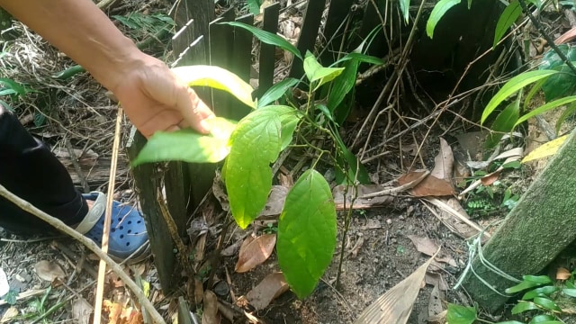 Sengkubak, Daun Spesial Berkhasiat Bagi Kesehatan (449603)