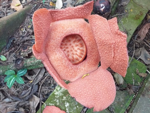 Rafflesia patma sedang mekar di Kebun Raya Bogor. Foto: Dok. LIPI