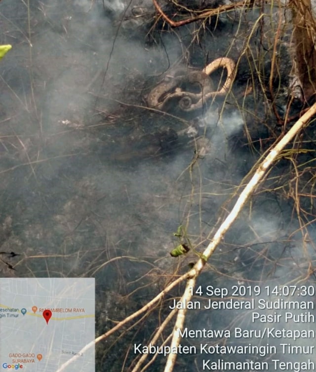 Ular ditemukan mati akibat kebakaran hutan di Kalimantan. Foto: Dok. Rihel/Damkar Sampit
