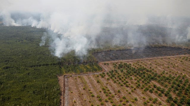 Kabut asap menyelimuti hutan akibat kebakaran hutan yang bersebelahan dengan kebun sawit di Palangka Raya, Kalimantan Tengah. Foto: Reuters/Willy Kurniawan