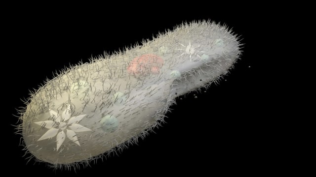 ilustrasi ameba atau mikroorganisme Foto: Shutterstock
