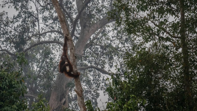Orangutan Kalimantan terlihat di Pulau Salat  di tengah kabut asap yang menyelimuti di Marang, Palangka Raya, Kalimantan. Foto: Getty Images/Ulet Ifansasti