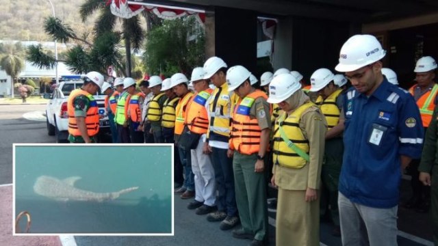 Evakuasi Hiu Tutul Terjebak di Kanal PLTU Libatkan Pasukan Katak