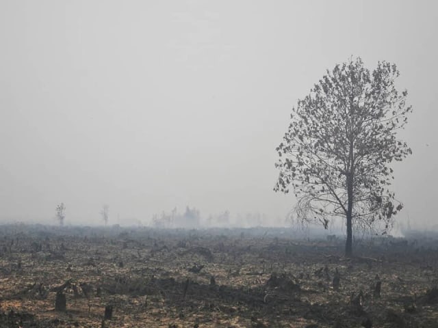 Kawasan hutan yang terbakar di Kabupaten Ketapang. Foto: Dok. BKSDA Kalbar