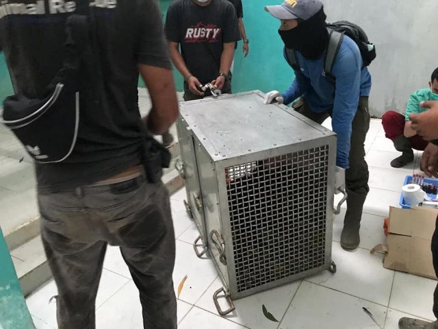 Dua Orang Utan Korban Karhutla di Kalimantan Barat Dievakuasi (7591)