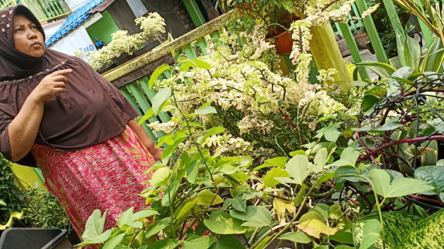 Sri Wahyuni, pemilik sentra pembibitan tanaman obat di Gang Surianata, Kelurahan Teluk Dalam, Banjarmasin. Foto: Zahidi/banjarhits.id