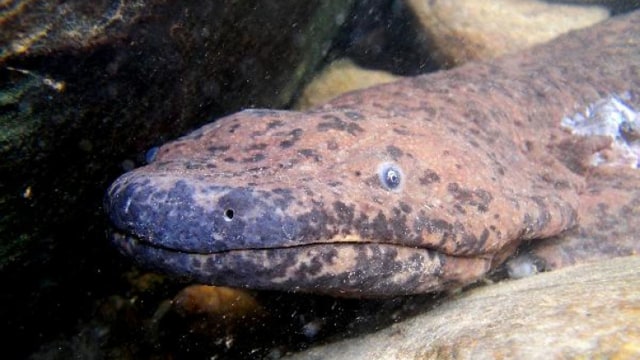 Salamander raksasa China Selatan, Andrias Sligoi. Foto: Zoological Society of London (ZSL)/Ben Teplay