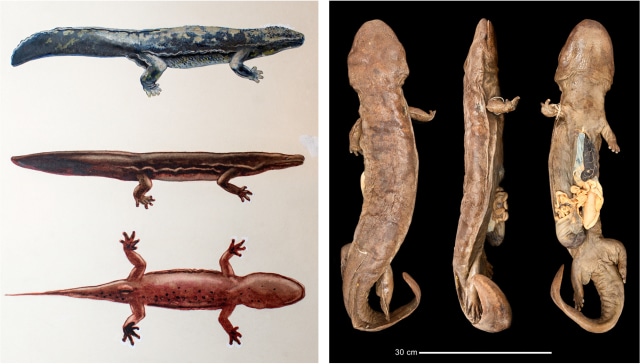 Spesies Baru Salamander Raksasa China Ditemukan Seukuran Manusia