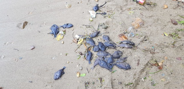 Ribuan ikan ditemukan mati di pesisir pantai Desa Rutong, Kecamatan Leitimur Selatan, Ambon Minggu (15/9) (Foto: istimewa)