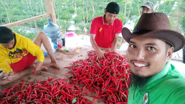 Robet Waluyo (35), petani cabai merah bewar di Dusun Pager Desa Sidomukti Kecamatan Kasiman Kabupaten Bojonegoro saat memanen cabai di kebunnya, Rabu (18/09/2019)