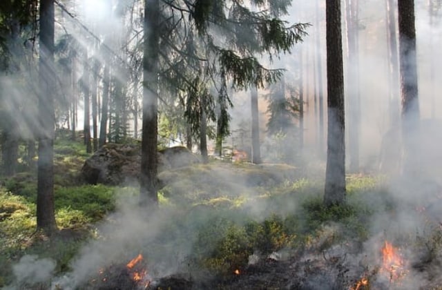 Ilustrasi asap dari kebakaran hutan | Foto: Pixabay