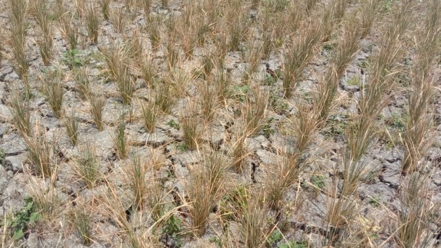 Musim Kemarau, Petani di Mamuju Alami Gagal Panen (1249655)