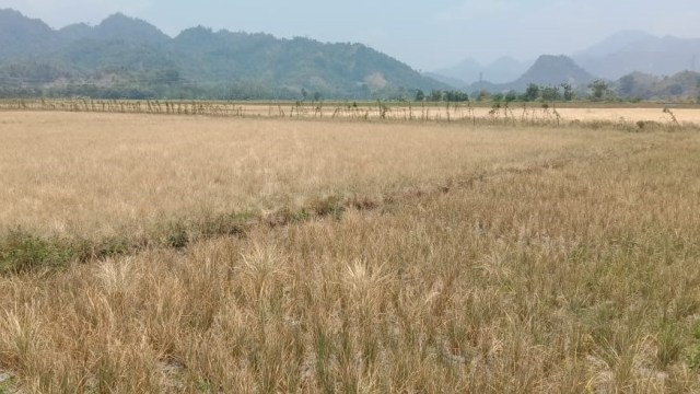 Musim Kemarau, Petani di Mamuju Alami Gagal Panen (1249656)