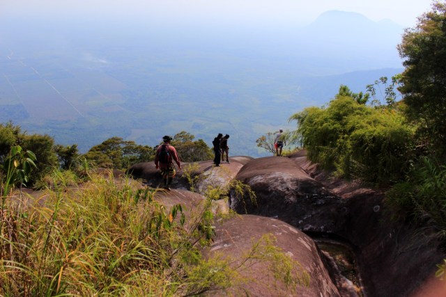 Populasi Kantong Semar Langka di Gunung Kelam Kritis karena Diburu (244110)