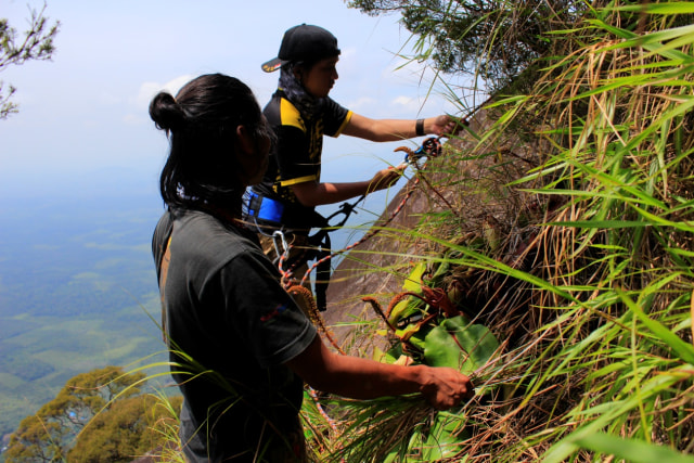 Populasi Kantong Semar Langka di Gunung Kelam Kritis karena Diburu (244111)