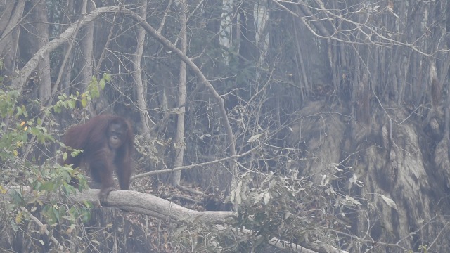 Orang utan, Kalimantan Tengah, Dampak Karhutla
