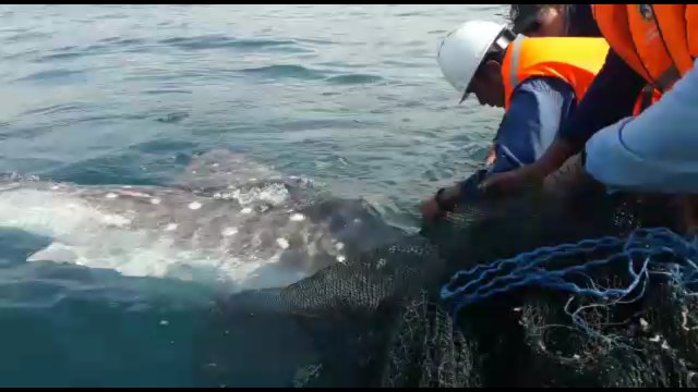 Tim Rescue Whale Shark Berhasil Mengevakuasi Kembali ke Laut Lepas Hiu Paus yang Terjebak di Kanal PLTU Paiton. Foto: Tim Rescue Whale Shark