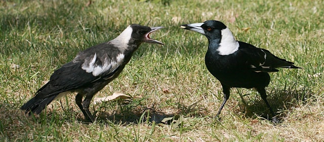 Seorang Pria Lansia di Australia Tewas Diserang Burung Magpie (188675)