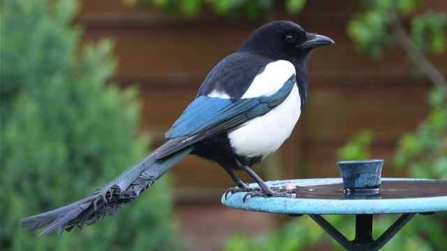 Ilustrasi burung magpie. Foto: David Friel via Wikimedia Commons