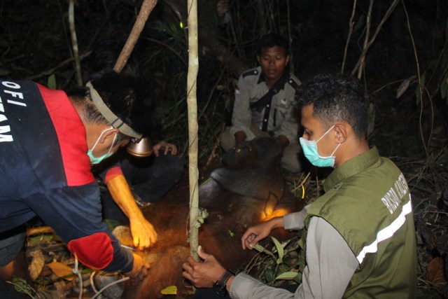 Tim WRU BKSDA Kalteng dan OFI evakuasi Orangutan. (Foto: BKSDA Kalteng)