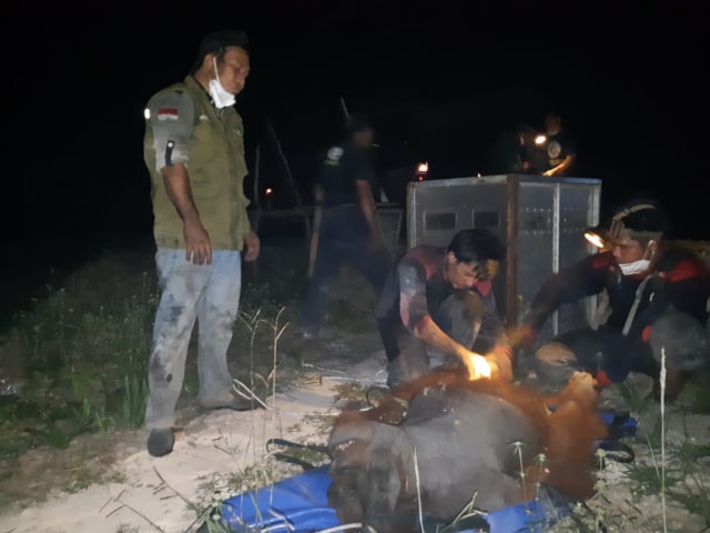 Kisah Penyelamatan Orang Utan yang Terjebak di Lokasi Karhutla (130976)