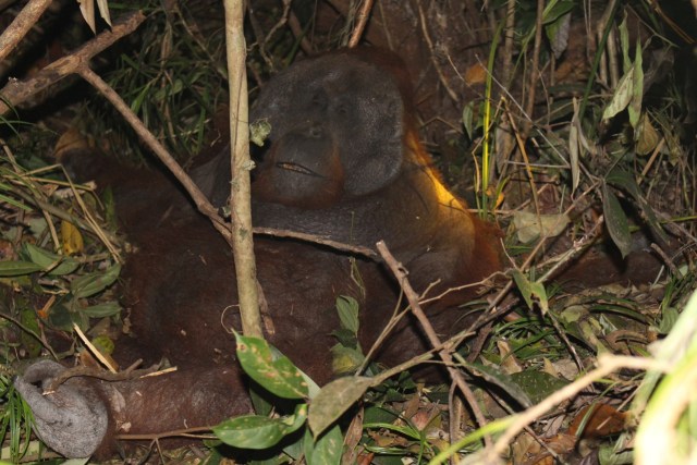 Kisah Penyelamatan Orang Utan yang Terjebak di Lokasi Karhutla (130977)