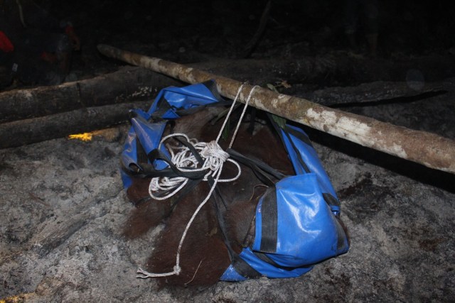 Kisah Penyelamatan Orang Utan yang Terjebak di Lokasi Karhutla (130978)