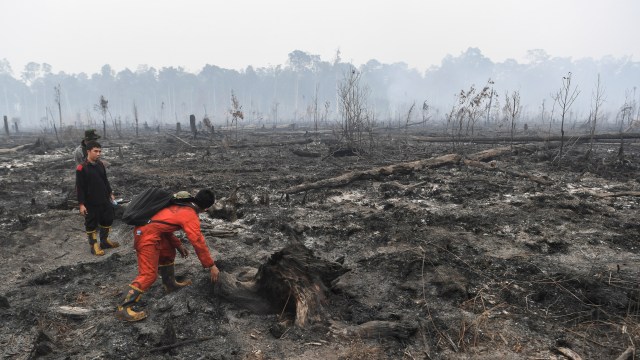 Petugas Taman Nasional berada di lahan hutan Taman Nasional Sebangau yang telah terbakar di Palangka Raya, Kalimantan Tengah, Kamis (19/9/2019). Foto: ANTARA FOTO/Hafidz Mubarak 