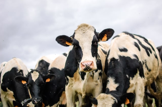 Ilustrasi sapi penghasil susu. Foto: Shutterstock