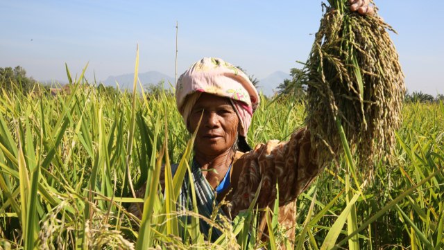 com-Petani. Foto: Dok. DItjen Tanaman & Pangan