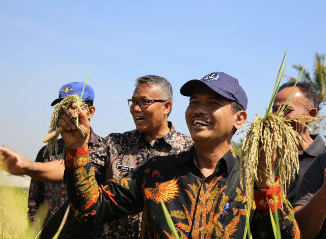 Pantauan Kementan di Berbagai Daerah, Harga Gabah Melorot (325992)