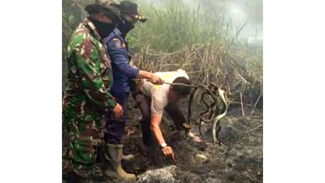 PULUHAN ular jenis kobra dan piton mati terpanggang usai terbakarnya sarang mereka di rawa-rawa, Sorek Satu, Kecamatan Pangkalan Kuras, Pelalawan, Riau. 
