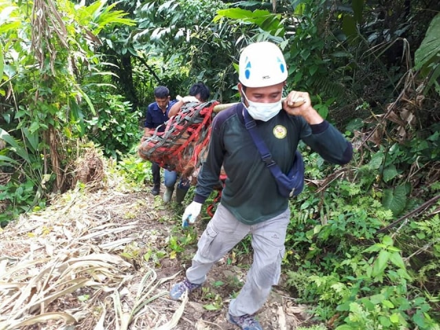 Orangutan Tapanuli ditemukan terluka dievakuasi. (Foto Istimewa)