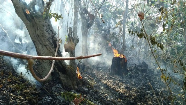 Kebakaran hutan jati di Bulutangkang, Kelurahan Rangas, Kecamatan Simboro, Mamuju, Minggu (22/9). Foto: Dok. Istimewa