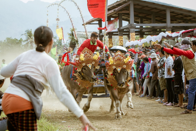 makepung bupati cup-3.jpg