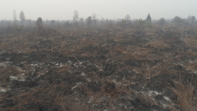LIPSUS, DARURAT ASAP, Asap karhutla di Riau.