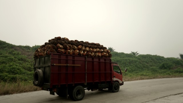 ILustrasi truk sawit. Foto: Faiz Zulfikar/kumparan