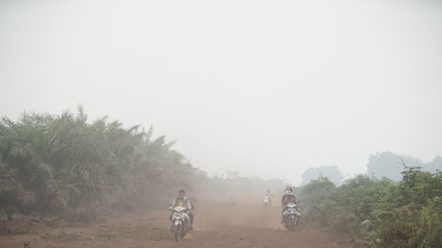 Kabut asap akibat kebakaran hutan dan lahan di Riau. Foto: Faiz Zulfikar/kumparan