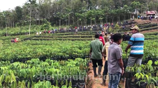 Konflik Tanah di Malang, Warga dan PTPN XII Pancursari Sama Merugi