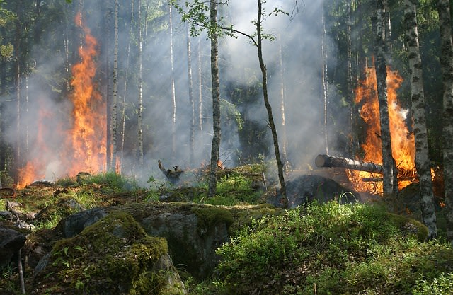 Kebakaran hutan. Foto: Pixabay