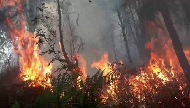 Penyebab Kebakaran Hutan di Gunung Arjuno-Welirang: Perburuan Liar