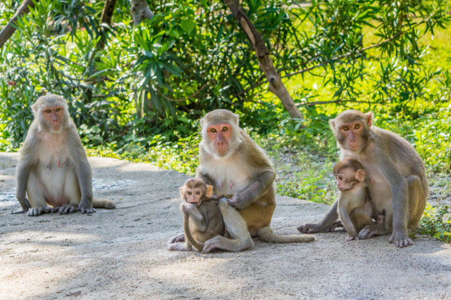 Monyet-monyet yang ada di Pulau Nha Trang, Vietnam Foto: Shutter Stock
