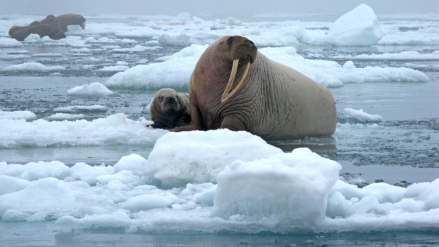 Es Mencair Di Kutub Utara Sebarkan Virus Pembunuh Mamalia Laut
